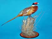 Ringneck Pheasant